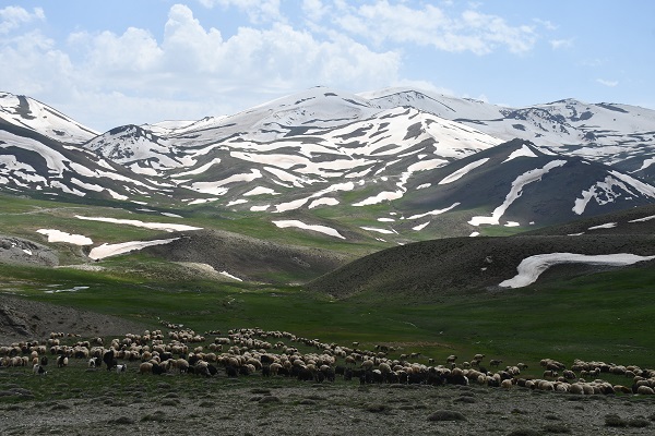 Yeşil ve beyazın buluştuğu nokta: Şırnak