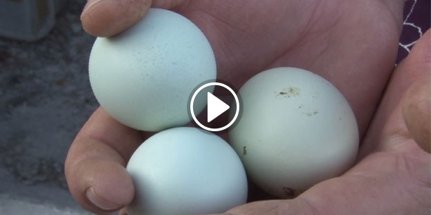 Yeşil yumurta üreten kadın taleplere yetişemiyor