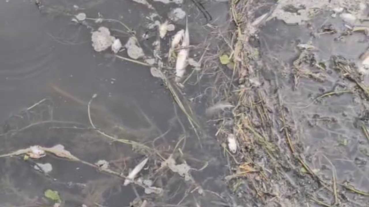 Yeşilırmak Nehri’nde balık ölümleri incelenecek