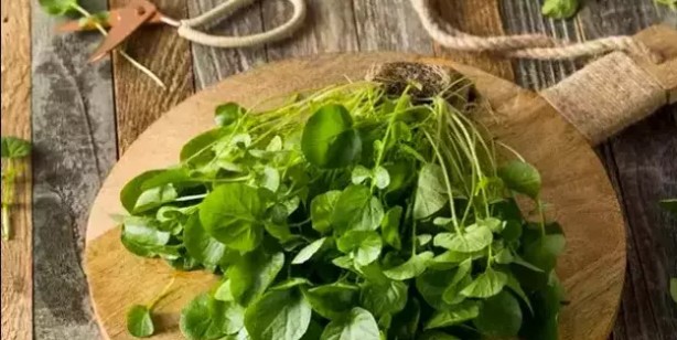 Yeşilliklerin kralı: Tere otu kürü! Korumalı karışım var! Herkes parasını cebine koysun! Besin değeri çok yüksek sebze