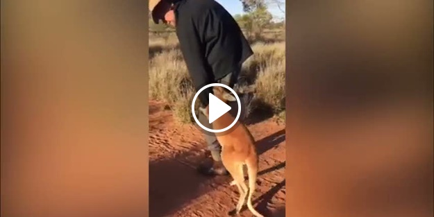 Yetim kangurudan ilginç hareket