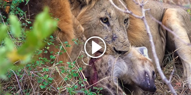 Yetişkin aslanlar bir sırtlanı öldürüp yiyor