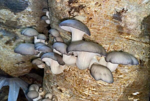 Yetiştirdiği yer sizi şaşırtacak! Ayda 3 ton üretim yapıyor