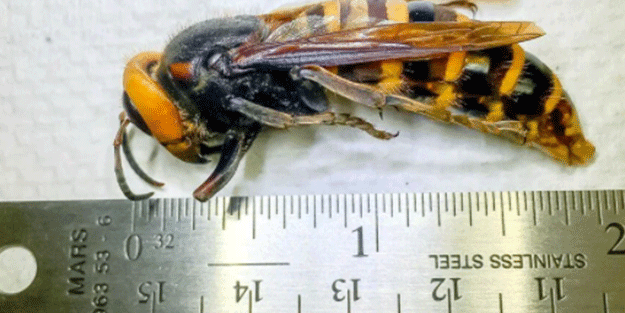 Yetkililer ABD’den duyurdu! ‘2021’de imha ettik’