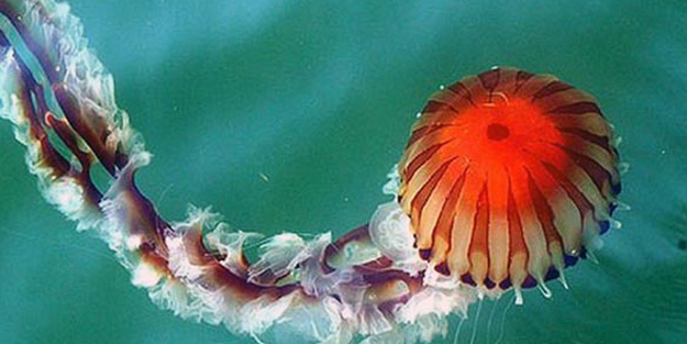 Yetkililer uyardı: Eğer temas ederseniz...