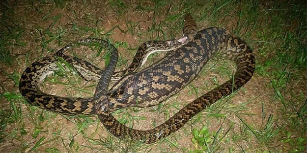 Yılan 5 tane kediyi yuttu - FOTO