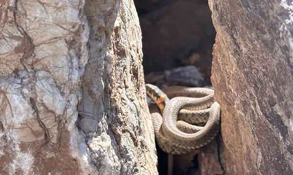 Yılan Adası'nı anımsatıyor! Güneşi görünce çıkıyorlar... Burası Brezilya değil Türkiye