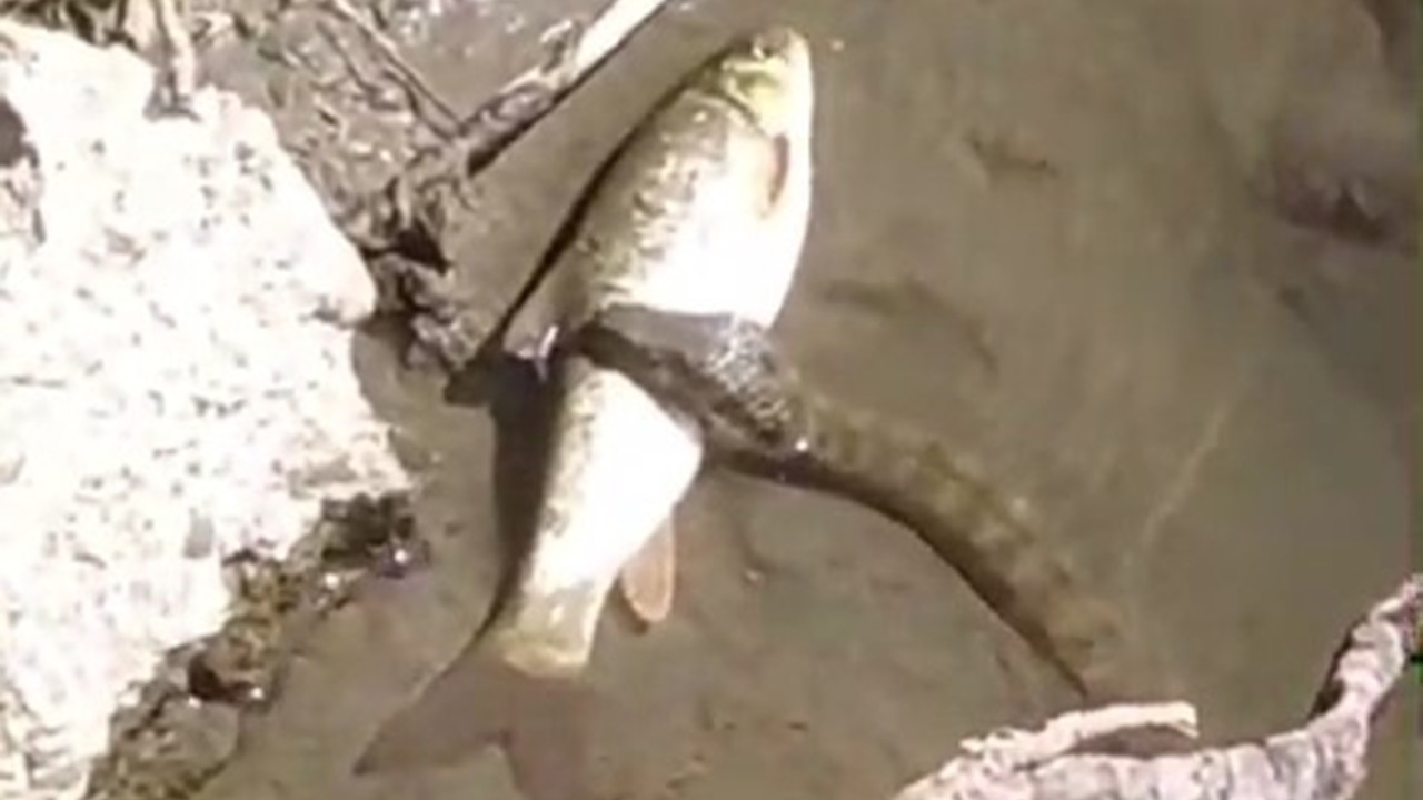 Yılan avını ses yüzünden bıraktı