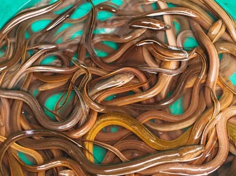 Yılan balığı 130 kişiyi zehirledi 1 kişiyi öldürdü