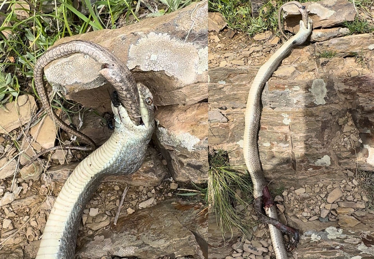 Yılan, bir başka yılanı yerken görüntülendi