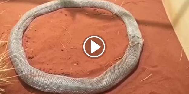 Yılan, derisine sıkıştı!