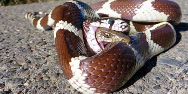 Yılan ile dev kertenkelenin nefes kesen mücadelesi