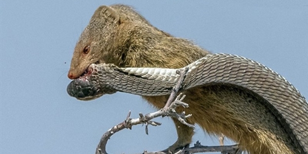 Yılan ile gelinciğin savaşı