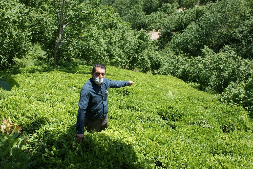Yılan ısırması sonucu hayatını kaybeden öğretmenin ölümünün ardından “Trabzon’daki hastanelerde panzehir yoktu” iddiası 