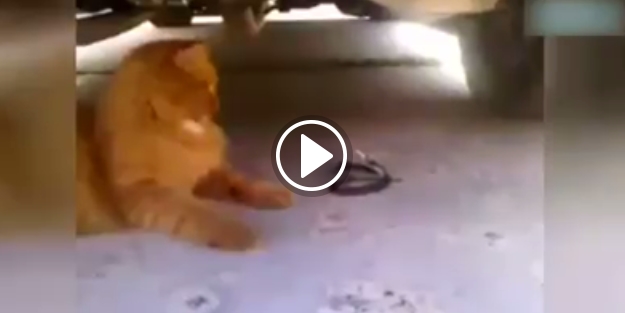 Yılan kediye kafa tuttu!