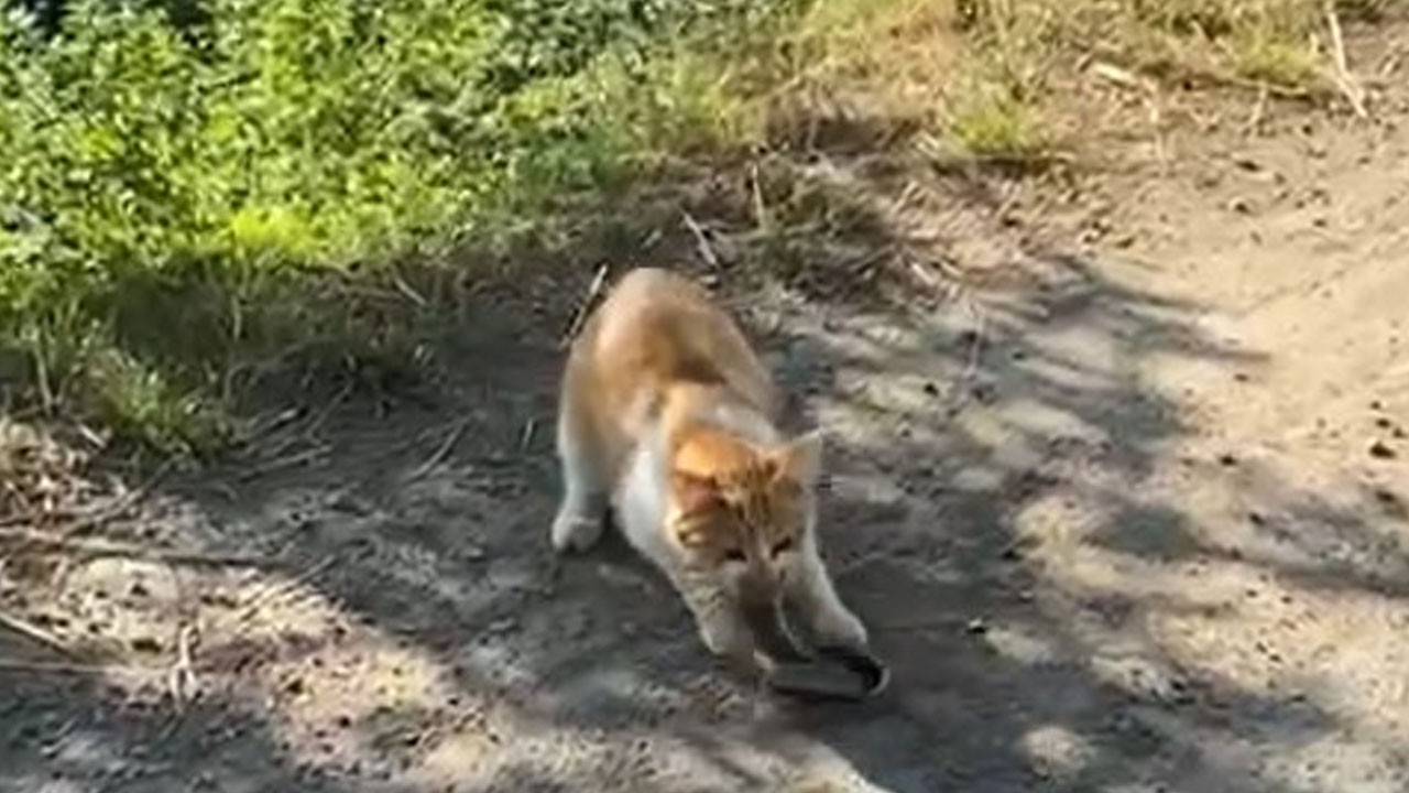 Yılan kediyi böyle avladı! O anlar kamerada
