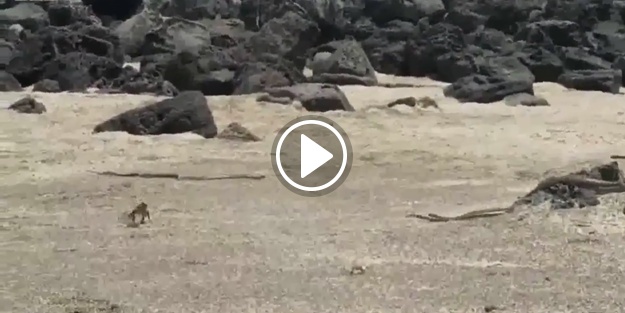 Yılan mahallesinden sağ çıkan yürek yemiş iguana!