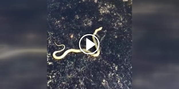 Yılan sıcaktan asfalta böyle yapıştı!