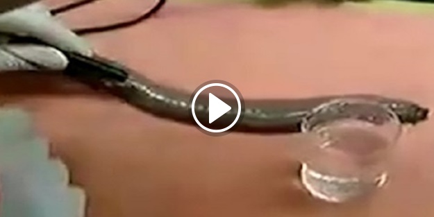 O hayvanlar tehlike anında bakın ne yapıyor!