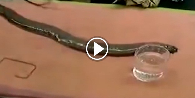 Yılan tehlike anında bakın ne yapıyor!