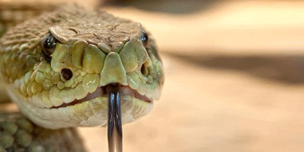 Yılan uzmanı ihbar üzerine gittiği yerdeki yılanı görünce şoke oldu