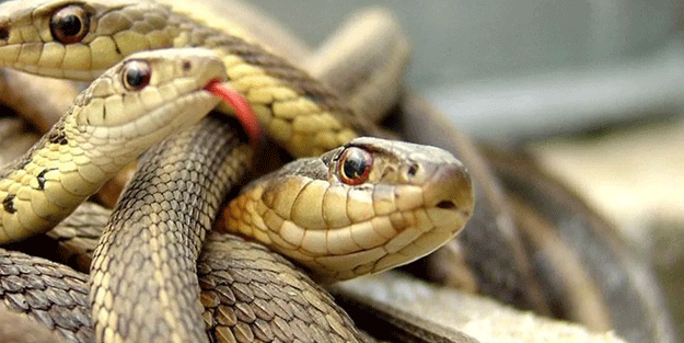Yılan uzmanı tüm dünyayı uyardı