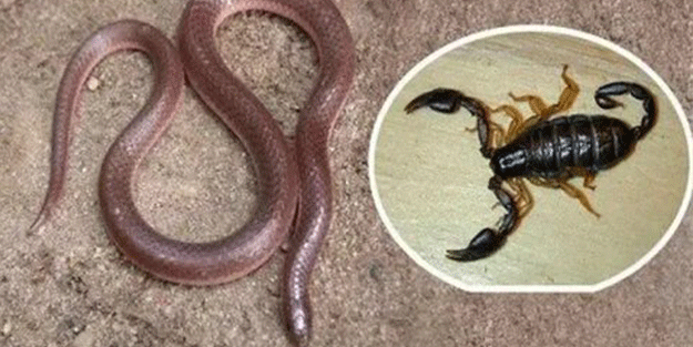 Yılan ve akrep uyarısı! Görürseniz acil yardım isteyin