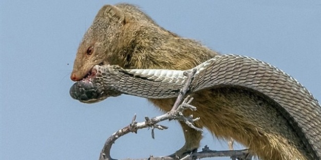 Yılan ve gelincik arasında korkunç mücadele