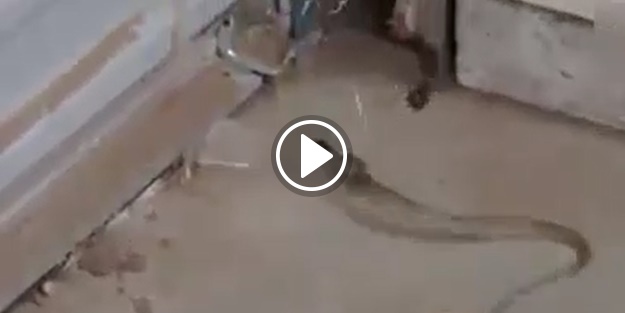 Yılan ve örümcek karşılaşırsa...