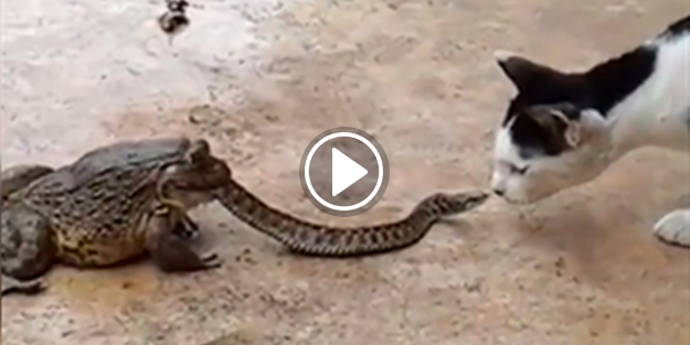 Yılan yiyen kurbağa, böyle bir şeyi tahmin etmiyordu