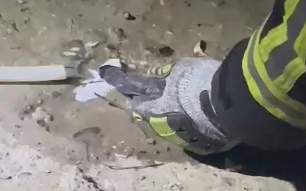 Yılana elleriyle su içirdi!