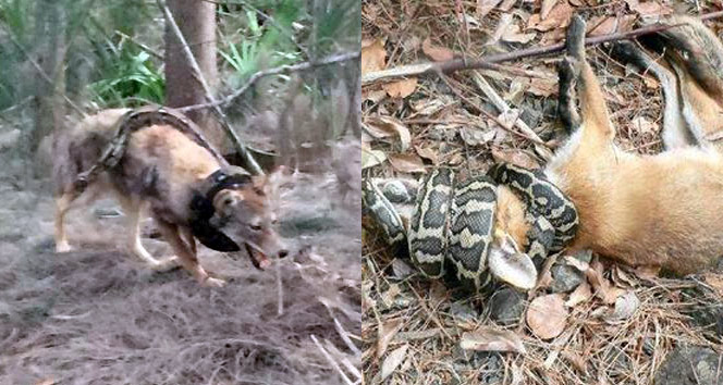 Yılana saldıran tilkinin sonu