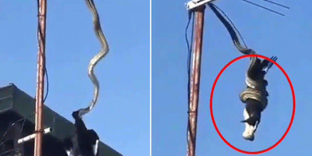 Yılandan inanılmaz hamle! Kargayı yakaladığı gibi yedi
