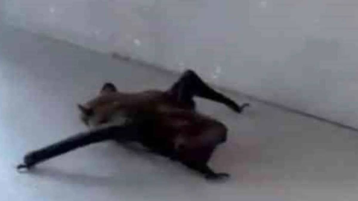 Yılandan sonra yeni istila patladı! O yırtıcı evlere giriyor! O şehrimiz diken üstünde