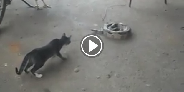 Yılanı görünce korkudan feleği şaştı!