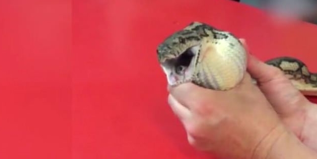 Yılanı kusturdular! Bakın midesinden ne çıktı!