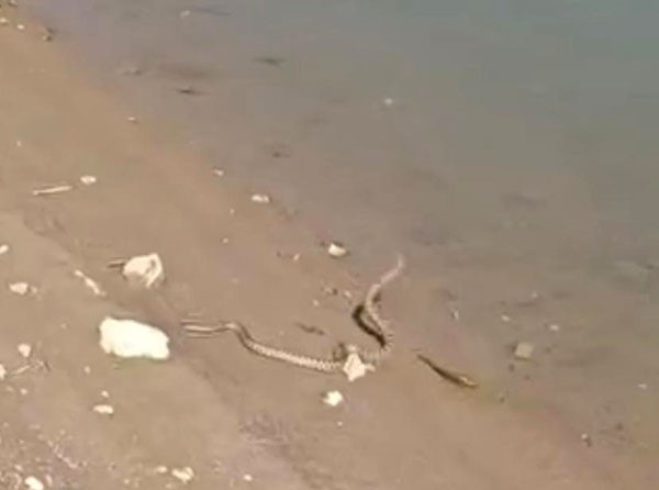 Yılanın balık avı kamerada