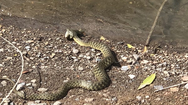 Yılanın balık avı saniye saniye görüntülendi