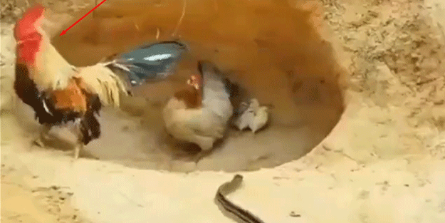 Yılanın civcivlere saldırısı olay oldu! Horoz kaçtı, tavuk yavrularını savundu