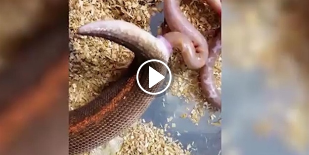 Yılanın doğum görüntüleri sosyal medyayı salladı!