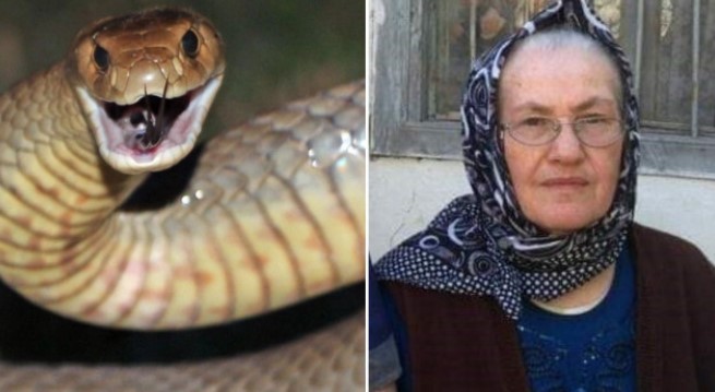 Yılanın ısırdığı kadın hayatını kaybetti