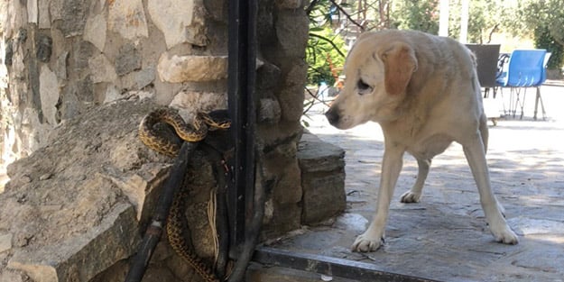 Yılanın köpeğe saldırdığı anlar an be an kameraya yansıdı