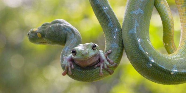 Yılanın kurbağa ile imtihanı...