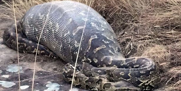 Yılanının karnından çıkan şok etti! - FOTO