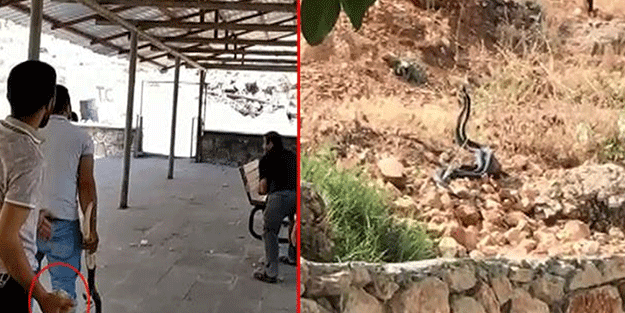 Yılanla adeta sohbet ettiler! O anlar kamera ile kaydedildi