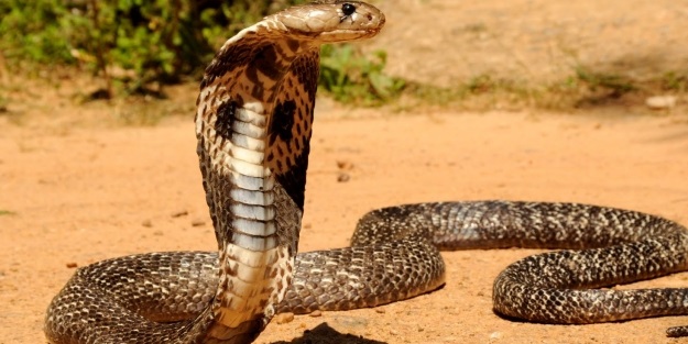 Yılanlar hakkında hiç duyulmamış bilgiler...