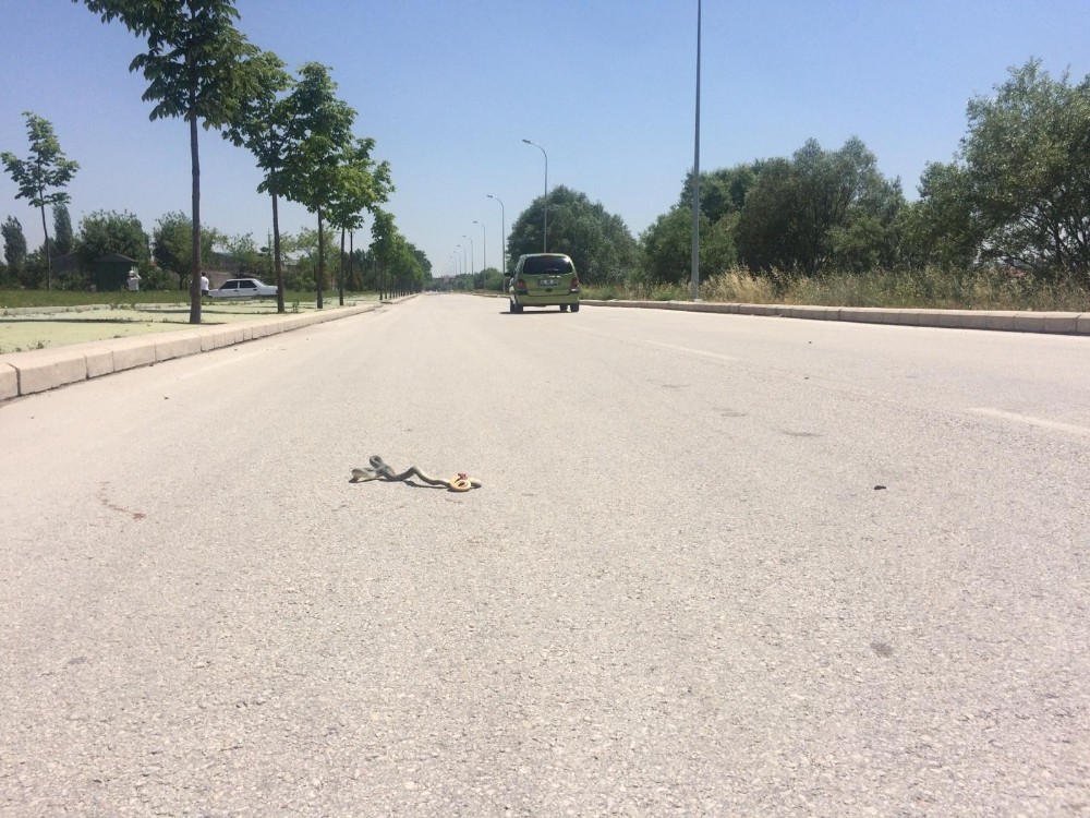 Yılanlar havaların iyice ısınmasıyla ortaya çıkmaya başladı 