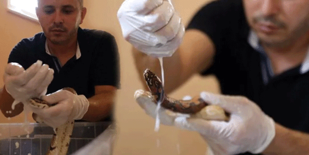 Yılanlara yapılan süt banyosu olay oldu