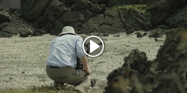 Yılan mahallesine giren iguana bu sefer kaçamadı!