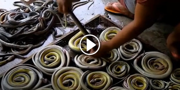 Yılanları börek dizer gibi dizdi